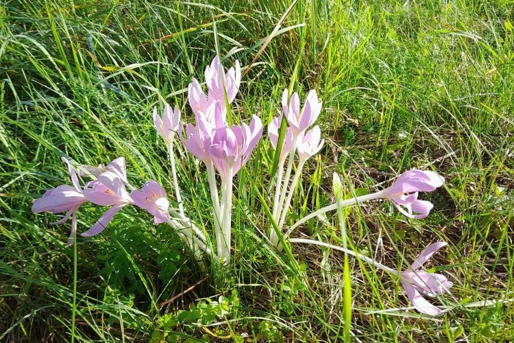 akadályversenyMecsér (7)