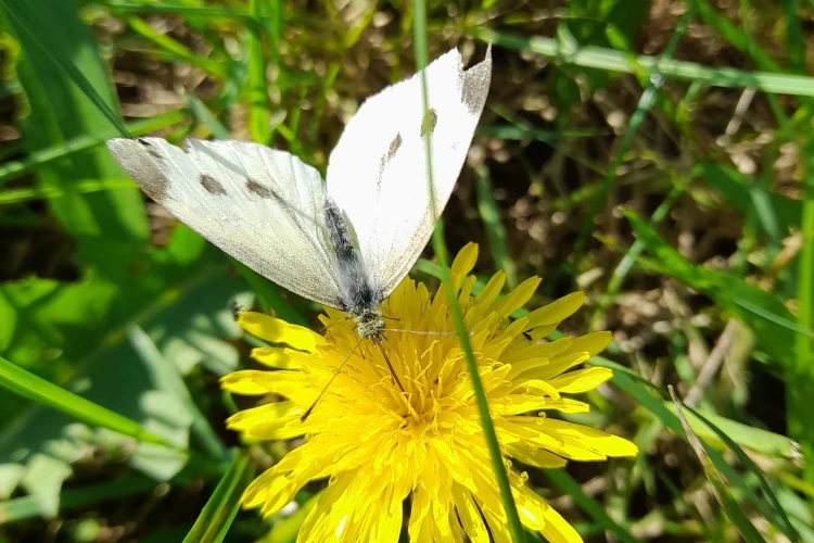 akadályversenyMecsér (9)