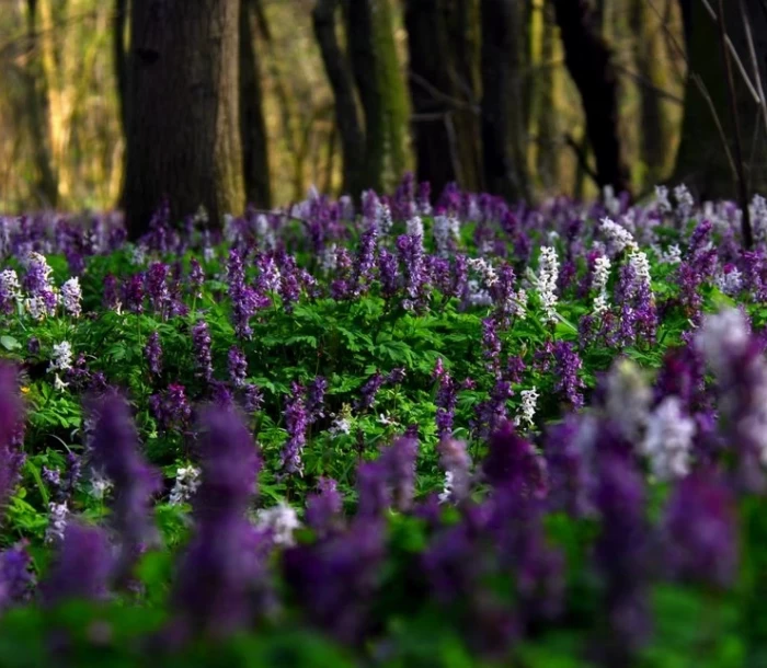 Lébény települési környezetvédelmi infrastruktúra fejlesztése