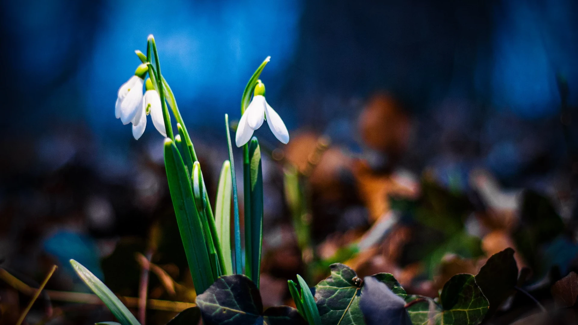 Kis város nagy szívvel